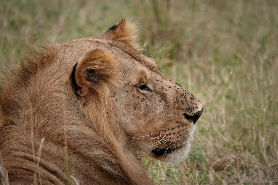 Nairobi national park and elephant orphanage - Pickup, communication, and the seven-hour schedule