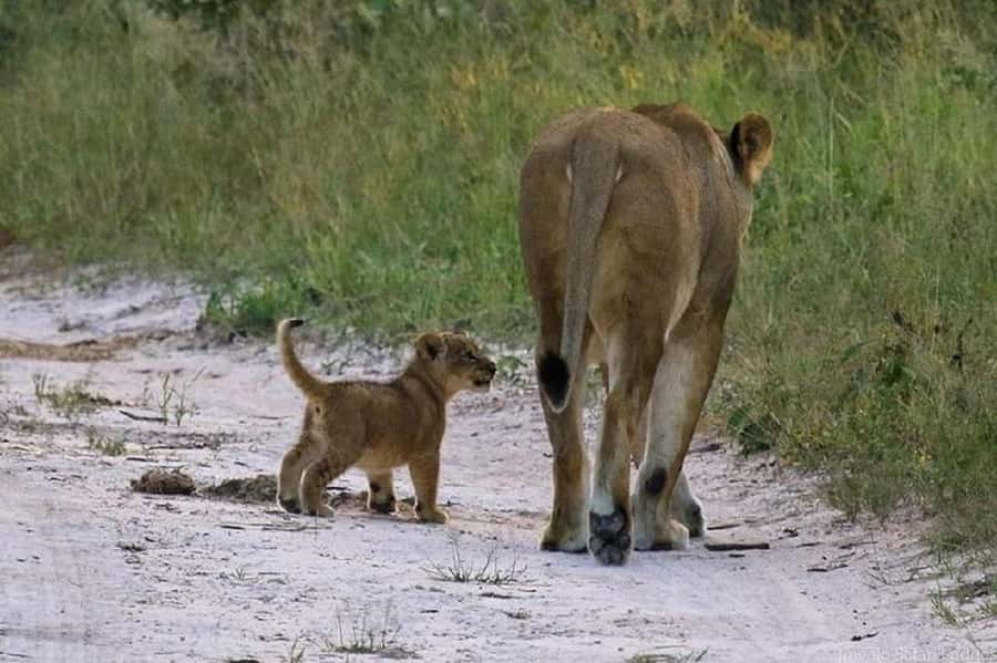Nairobi national park and elephant orphanage - Should you book it?