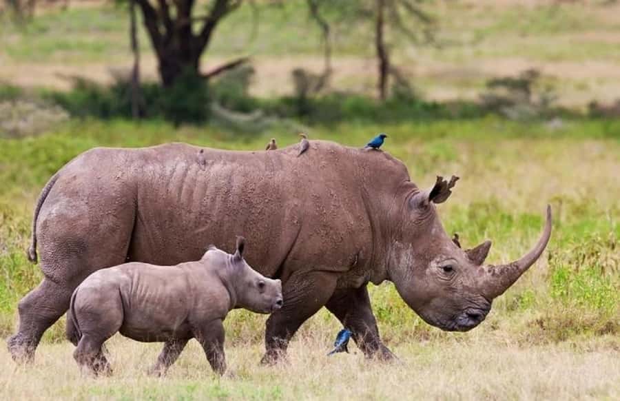 Nairobi national park and elephant orphanage - What the safari vehicle means for your experience