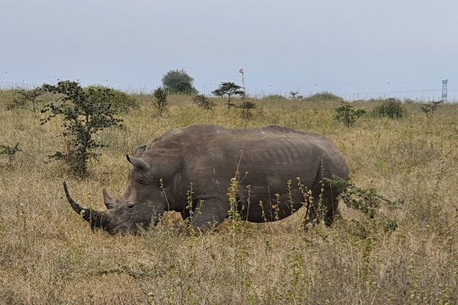 Nairobi national park and Giraffe center - The two-hour Giraffe Centre visit
