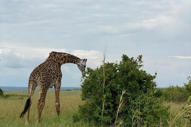 Nairobi national park and Giraffe center - What the price gives you at $175