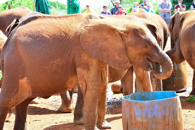 Nairobi national park and Giraffe center - Practical booking advice