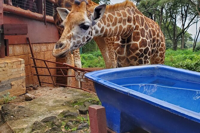 Nairobi national park and Giraffe center - Should you book this tour?