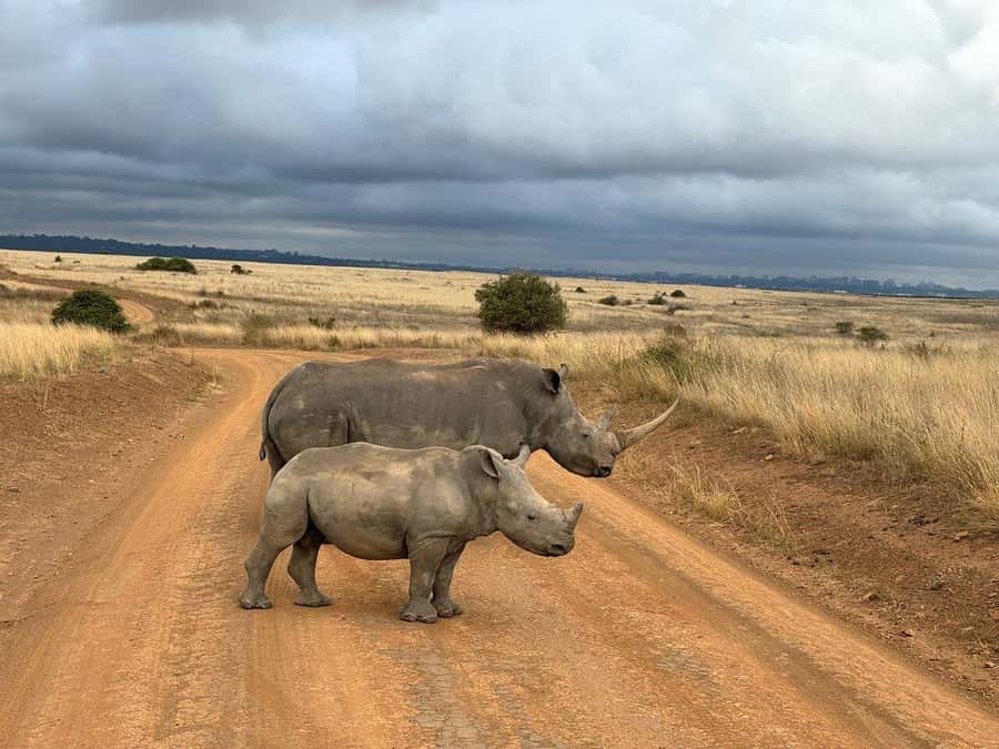Nairobi National Park, Baby Elephant and Giraffe Centre Tour - Why Nairobi National Park makes this tour different
