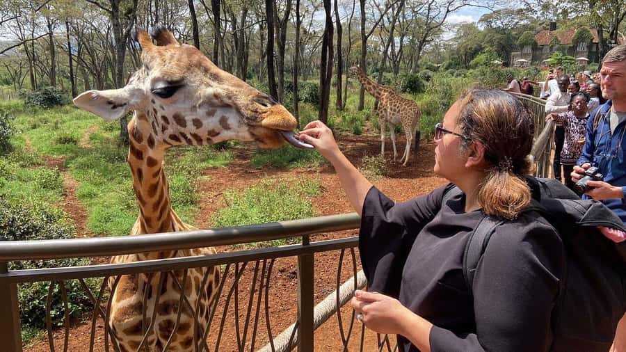 Nairobi National Park, Baby Elephant and Giraffe Centre Tour - Four hours inside Nairobi National Park
