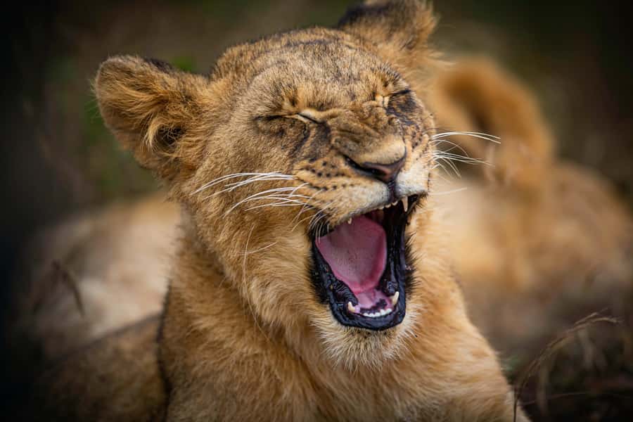 Nairobi National Park, Baby Elephant and Giraffe Centre Tour - Kazuri Beads Factory and the lunch break