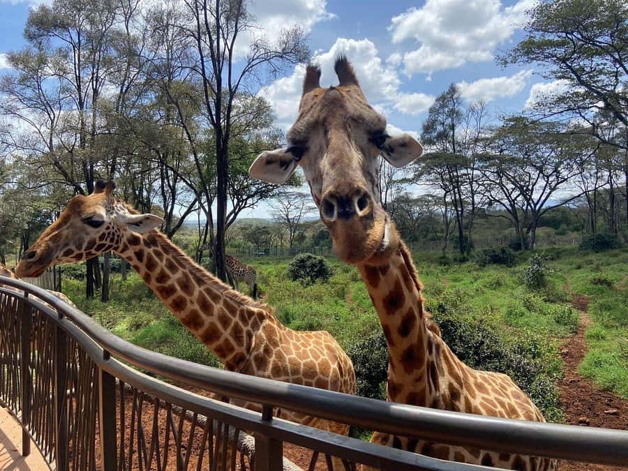 Nairobi National Park, Baby Elephant and Giraffe Centre Tour - Transport, guiding, and the long day