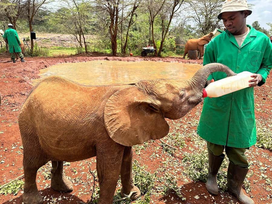 Nairobi National Park, Baby Elephant and Giraffe Centre Tour - What the $54 price really buys