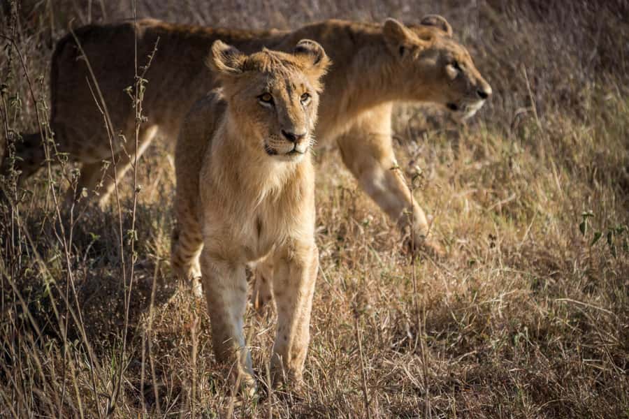Nairobi National Park, Baby Elephant and Giraffe Centre Tour - Who should book this Nairobi day tour?