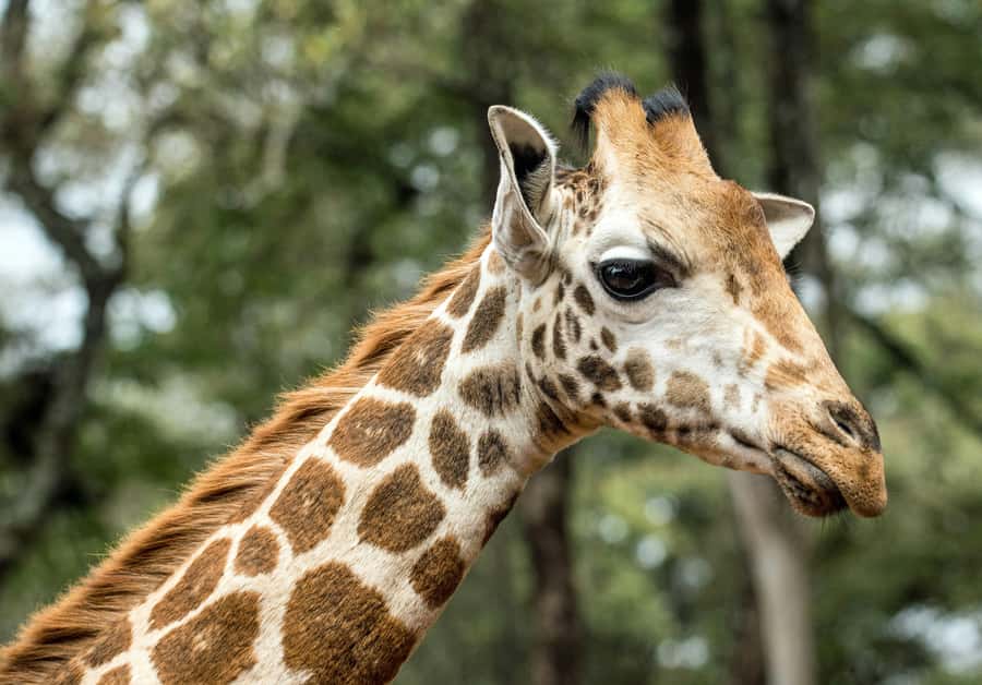 Nairobi National Park, Baby Elephant and Giraffe Centre Tour - Should you book it?