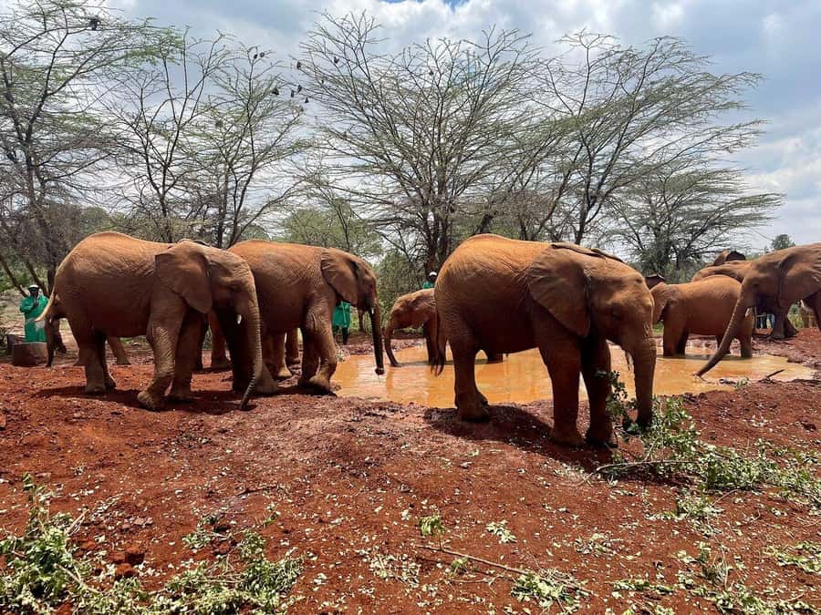 Nairobi National Park, Baby Elephant and Giraffe Centre Tour - Meeting orphaned elephants at David Sheldrick Wildlife Trust