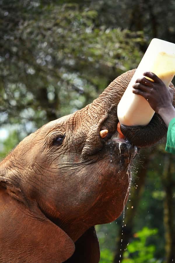 Nairobi: National Park, Baby Elephant & Giraffe Centre Tour - Key points to know before booking
