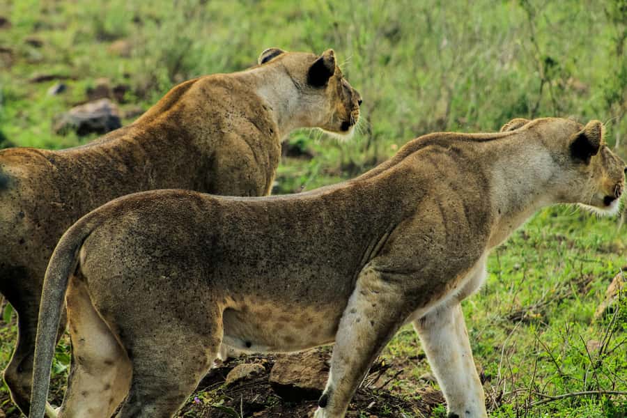 Nairobi: National Park, Baby Elephant & Giraffe Centre Tour - A city safari with real wildlife