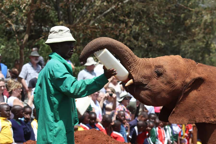 Nairobi: National Park, Baby Elephant & Giraffe Centre Tour - The Elephant Orphanage and the work behind it