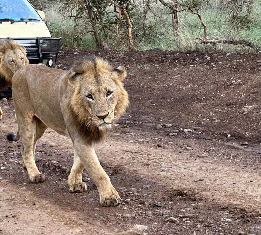 Nairobi: National Park, Baby Elephant & Giraffe Centre Tour - Transport, pickup, and the risk of delays