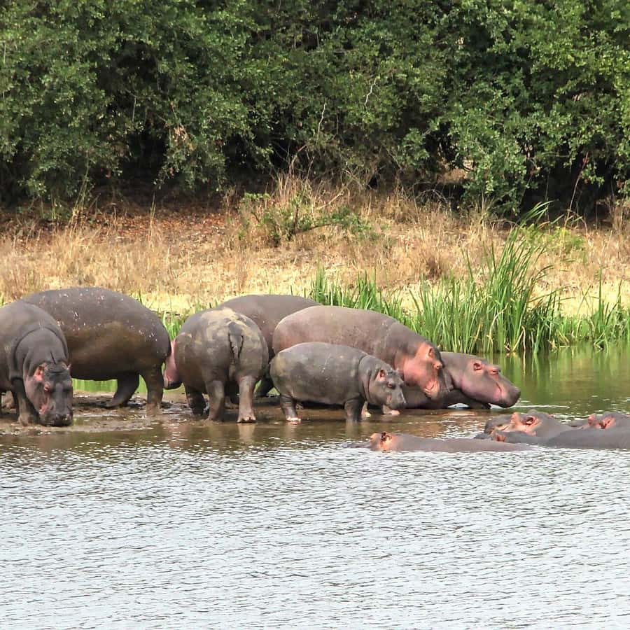 Nairobi: National Park, Baby Elephant & Giraffe Centre Tour - The guide can make or break the day