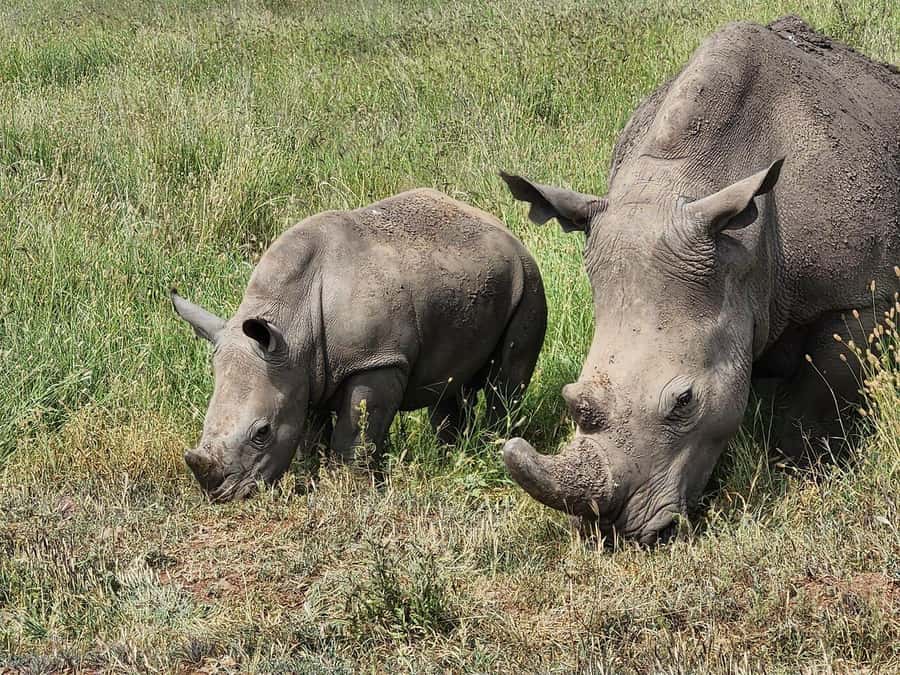 Nairobi: National Park, Baby Elephant & Giraffe Centre Tour - How the full day usually feels
