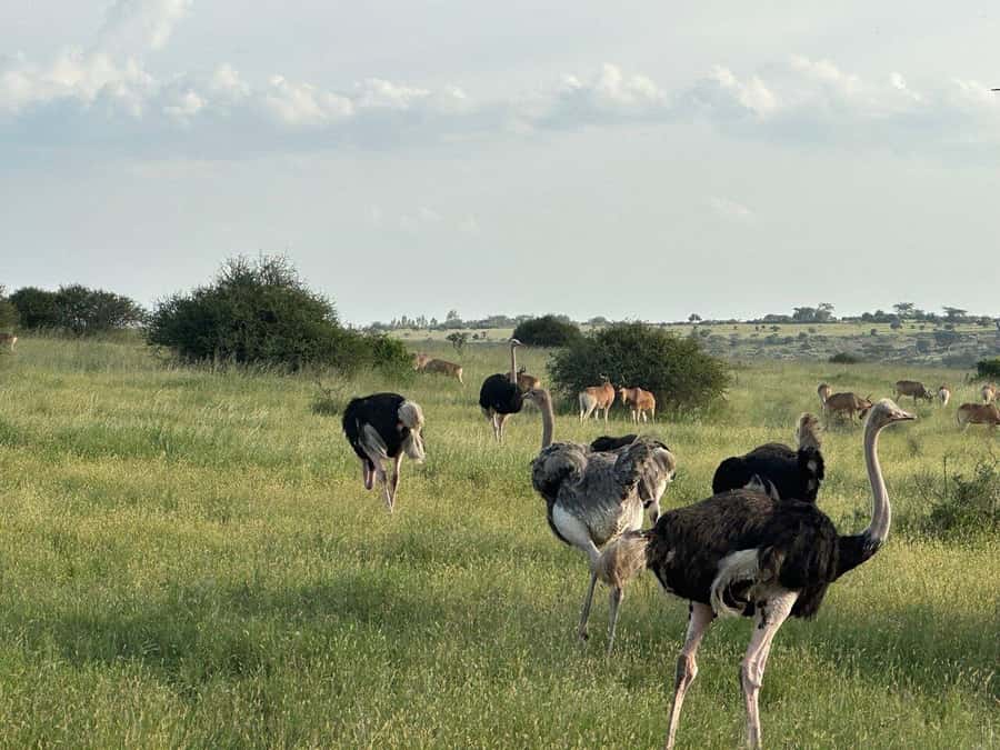 Nairobi: National Park, Baby Elephant & Giraffe Centre Tour - Who will get the most from this tour