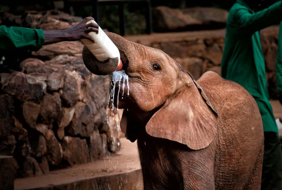 Nairobi: National Park, Baby Elephant & Giraffe Centre Tour - What the $54 price really covers