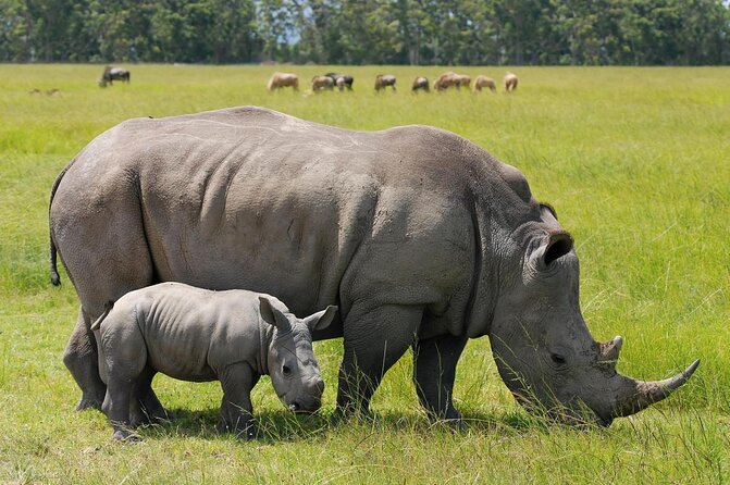 Nairobi National Park Daily Game drives. - Key points to know before booking