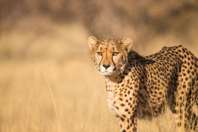 Nairobi: National Park Early Morning or Afternoon Game Drive - A safari within Nairobi’s city limits