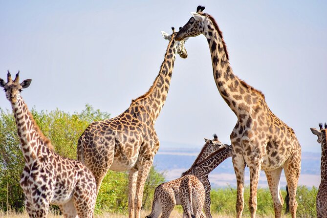 Nairobi: National Park Early Morning or Afternoon Game Drive - The pop-up roof makes a real difference