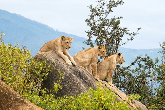 Nairobi: National Park Early Morning or Afternoon Game Drive - The observation deck and city views