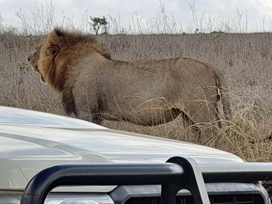 Nairobi: National Park Early Morning or Afternoon Game Drive - What the $30 price really means