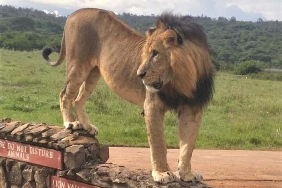 Nairobi: National Park Early Morning or Afternoon Game Drive - Morning or afternoon: choosing your departure