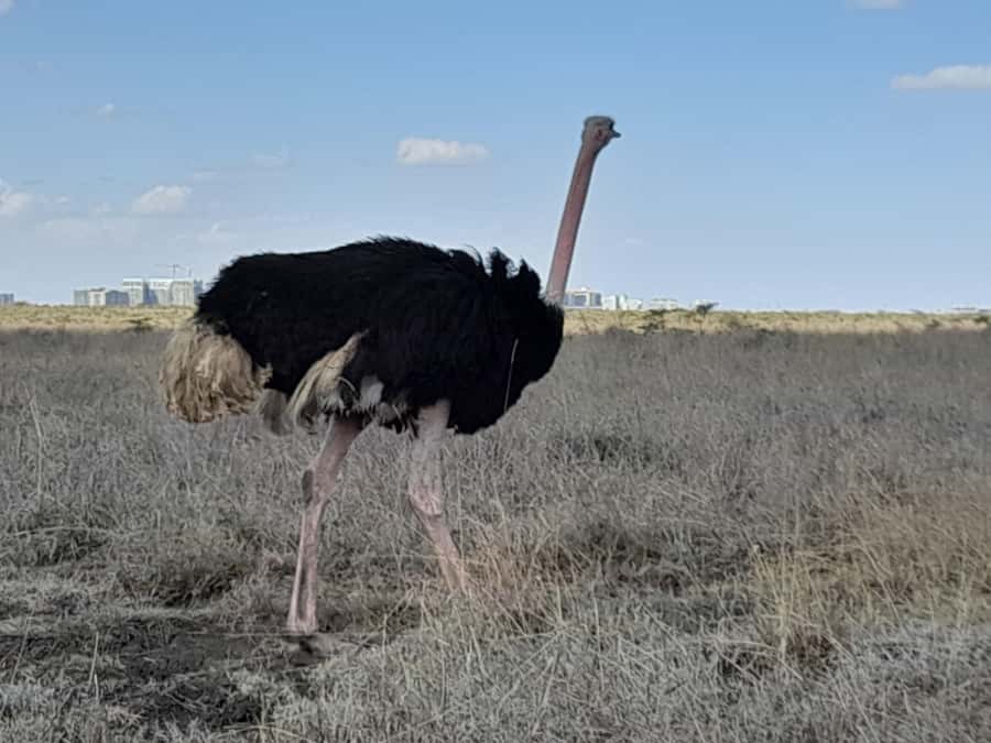 Nairobi: National Park Early Morning or Afternoon Game Drive - Small rules that protect the animals