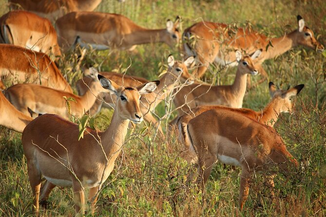 Nairobi: National Park Early Morning or Afternoon Game Drive - Pickup from ten Nairobi areas