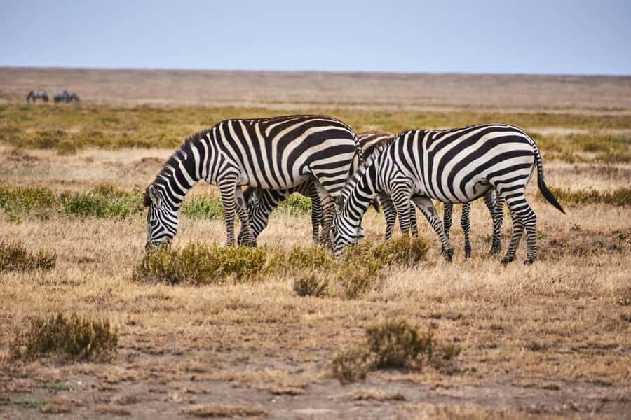 Nairobi: National Park Early Morning or Afternoon Tour - Key points at a glance