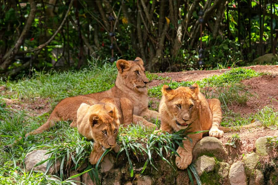 Nairobi: National Park Early Morning or Afternoon Tour - Why Nairobi National Park makes sense on a short stay