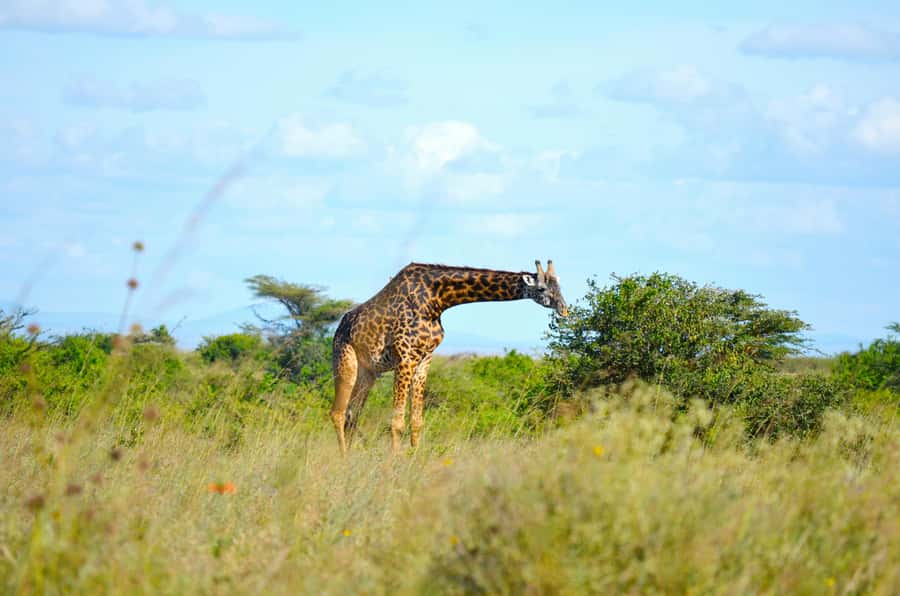 Nairobi: National Park Early Morning or Afternoon Tour - From Nairobi hotel to the park gate