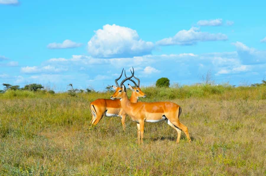 Nairobi: National Park Early Morning or Afternoon Tour - What the $80 price really means