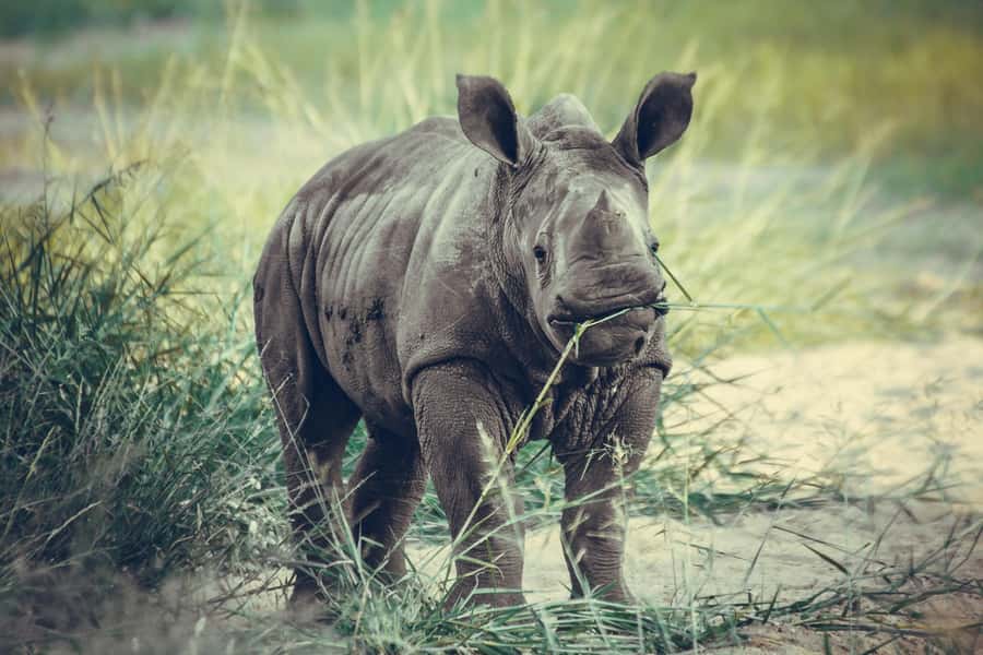 Nairobi: National Park Early Morning or Afternoon Tour - Who should book this safari