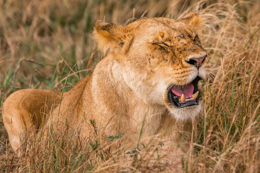 Nairobi: National Park Early Morning or Afternoon Tour - Choosing an early morning or afternoon departure