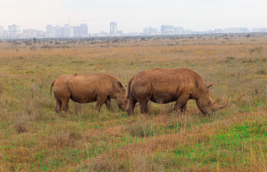 Nairobi National Park: & Elephant Orphanage 4X4 Jeep Tour - Key points at a glance