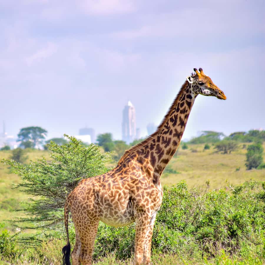 Nairobi National Park: & Elephant Orphanage 4X4 Jeep Tour - Why Nairobi National Park is such a good city safari