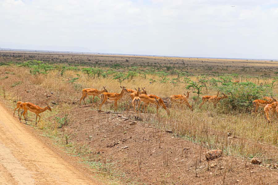 Nairobi National Park: & Elephant Orphanage 4X4 Jeep Tour - Entering through the gate and seeing the ivory monument