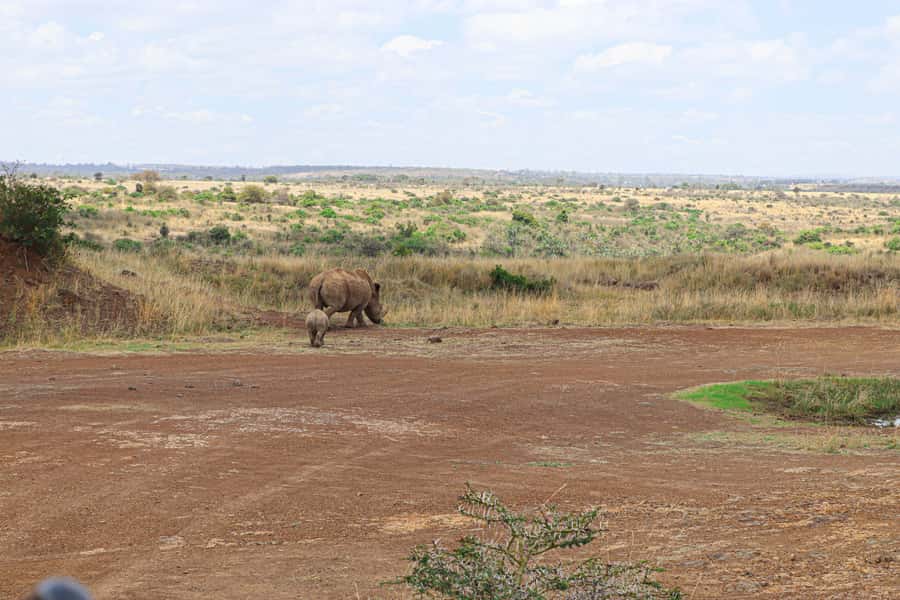 Nairobi National Park: & Elephant Orphanage 4X4 Jeep Tour - Four hours among lions, rhinos, and giraffes