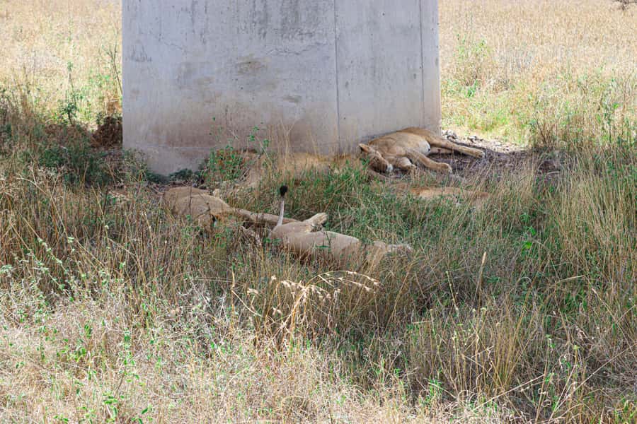 Nairobi National Park: & Elephant Orphanage 4X4 Jeep Tour - The Elephant Orphanage requires its own plan