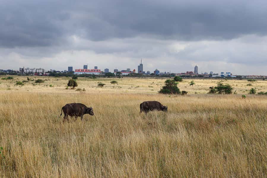 Nairobi National Park: & Elephant Orphanage 4X4 Jeep Tour - What the $130 price really covers