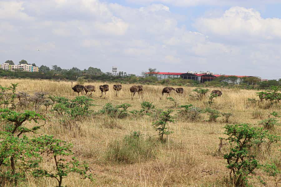Nairobi National Park: & Elephant Orphanage 4X4 Jeep Tour - Booking tips for a smoother day