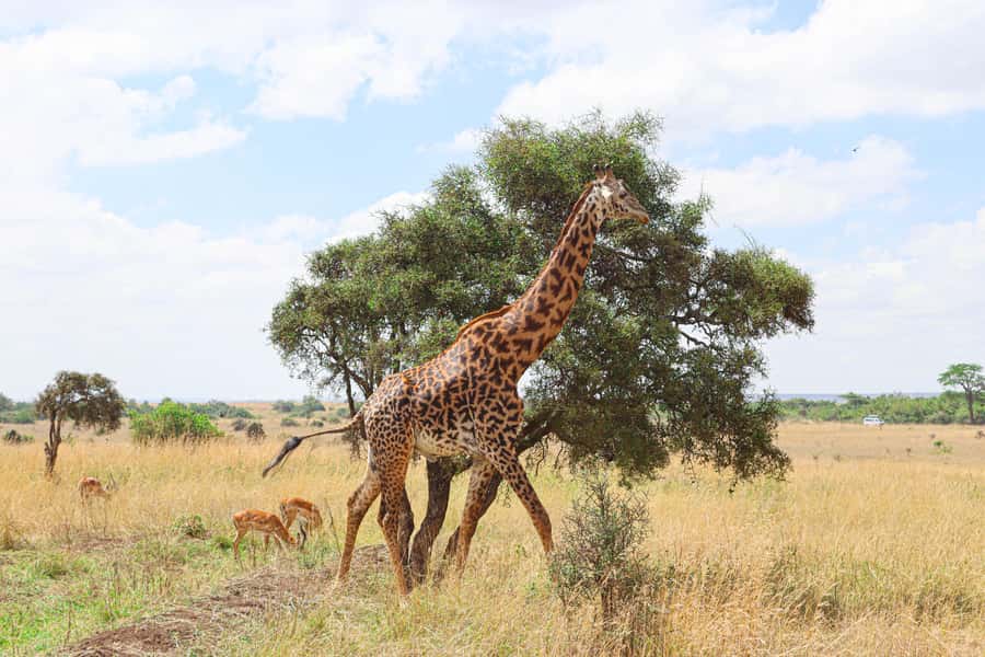 Nairobi National Park: & Elephant Orphanage 4X4 Jeep Tour - Morning pickup and the ride into the park