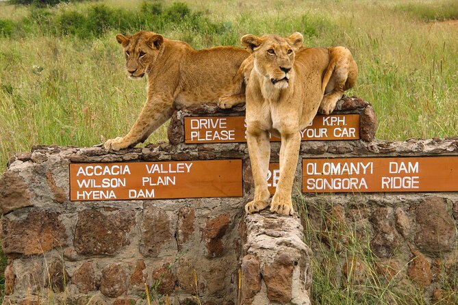 Nairobi National Park, Elephant Orphanage and Giraffe Centre - Nairobi National Park: safari with the city in view
