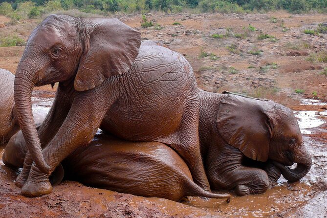 Nairobi National Park, Elephant Orphanage and Giraffe Centre - Giraffe Centre: the most playful final stop