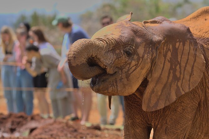 Nairobi National Park, Elephant Orphanage and Giraffe Centre - Guides, driving, and the value of local judgment