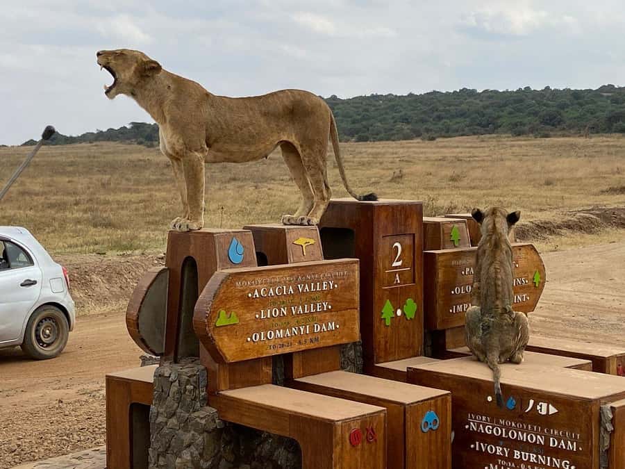 Nairobi National Park, Elephant Orphanage and Giraffe Centre - Who will enjoy this tour most