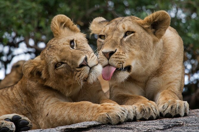 Nairobi National Park, Elephant Orphanage and Giraffe Centre - Four hours in Nairobi National Park